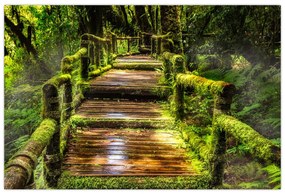 Tablou cu scări într-o pădure tropicală (90x60 cm)