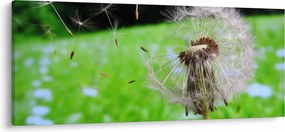 Tablou cu păpădie (120x50 cm)