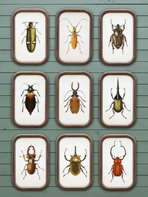 Set 9 tablouri cu insecte, cu rama din lemn de pin, Insects
