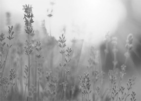 Tablou - Lavanda (70x50 cm)