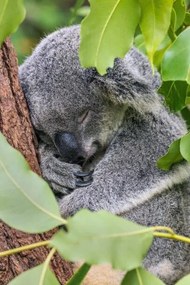 Fotografie Close-up of koala on tree,Forest Lake,Minnesota,United, SYED MUHAMMAD JUNAID / 500px