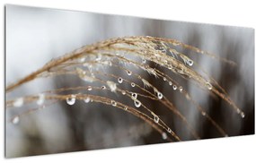 Tablou - Picături pe plantă (120x50 cm)