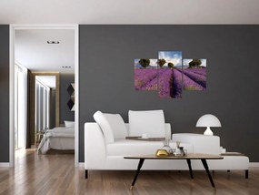 Tablou - câmp de lavandă și munți (90x60 cm)