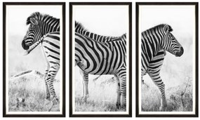 Tablou 3 piese Framed Art Zebra Pair