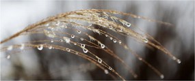 Tablou - Picături pe plantă (120x50 cm)