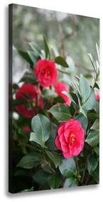 Print pe canvas Camelia