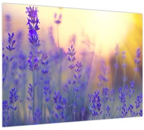 Tablou - Levănțică (70x50 cm)