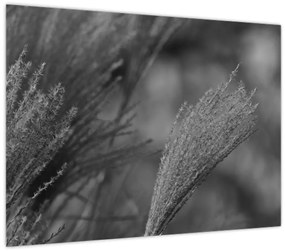 Tablou pe sticlă - Iarbă de pampas uscată (70x50 cm)