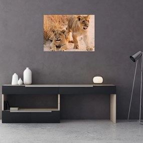 Tablou cu pui de leu (70x50 cm), în 40 de alte dimensiuni noi