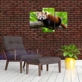 Tablou cu panda roșie (90x60 cm)
