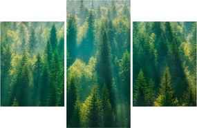 Tablou - Pădurea de brazi (90x60 cm)