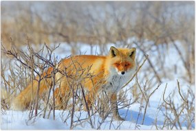 Tablou - Vulpe (90x60 cm)