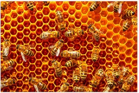 Tablou - Fagure de miere (90x60 cm)