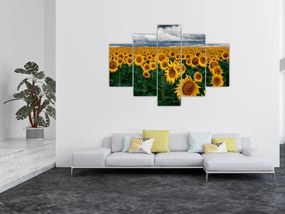 Tablou câmpului de floarea soarelui (150x105 cm)