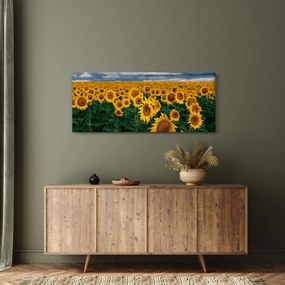 Tablou câmpului de floarea soarelui (120x50 cm)