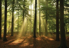 Fototapet - Pădurea în lumina zilei (152,5x104 cm), în 8 de alte dimensiuni noi