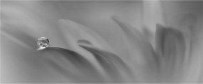 Tablou - Picătură pe floare,alb-negru (120x50 cm)