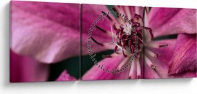 Tablou cu floarea roz de clematis (cu ceas) (90x30 cm)
