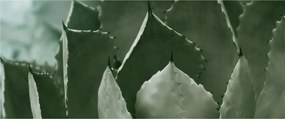 Tablou - Agave verde (120x50 cm)