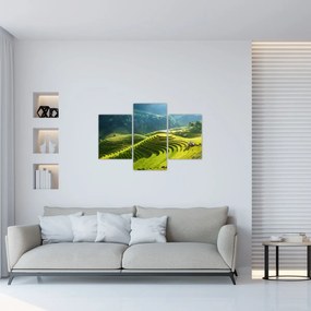 Tablou - Concert Terase de orez (90x60 cm)