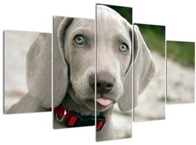 Tablou - cățeluș weimaraner (150x105 cm)
