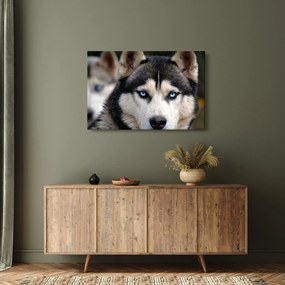 Tablou cu câinele husky (90x60 cm)