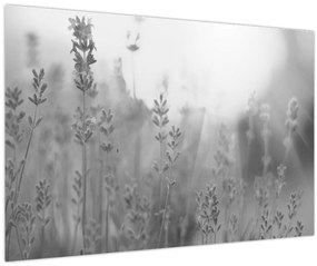 Tablou - Lavanda (90x60 cm)