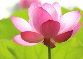 Tablou cu flori de lotus (70x50 cm)