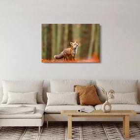 Tablou - Vulpe (90x60 cm)