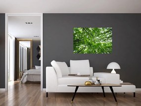 Tablou - privire în coroanele pomilor (90x60 cm)