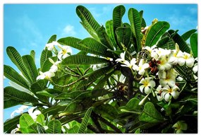 Tablou - Plumeria (90x60 cm)