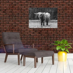 Tablou - Vacă scoțiană 3,alb-negru (70x50 cm)