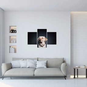 Tablou cu labrador (90x60 cm)
