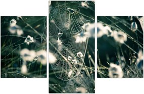 Tablou - Pânză de păianjen (90x60 cm)