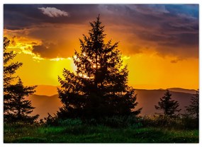 Tablou - coniferi (70x50 cm)