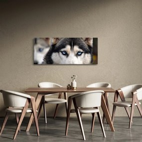 Tablou cu câinele husky (120x50 cm)
