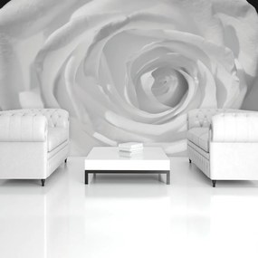Fototapet - Trandafir alb (152,5x104 cm)