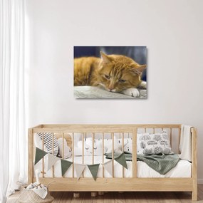 Tablou pe sticlă cu pisica (70x50 cm)