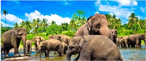 Tablou - Elefanți, Sri Lanka (120x50 cm)
