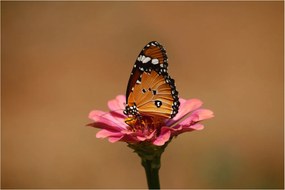 Tablou cu fluture pe floare (90x60 cm)