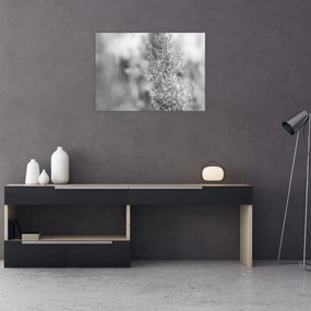 Tablou pe sticlă - Iarbă de pampas Boho (70x50 cm)