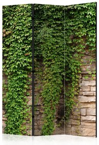 Paravan - Ivy wall [Room Dividers]