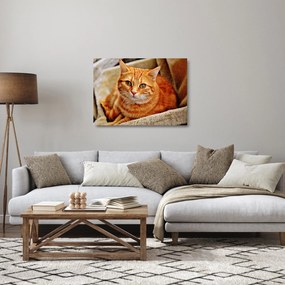 Tablou pe sticlă - Pisica tolenită (70x50 cm)