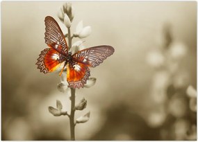 Tablou cu fluture (70x50 cm)