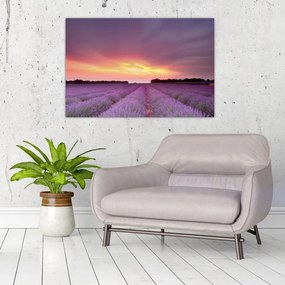 Tablou - Câmp de lavandă (90x60 cm)