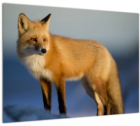 Tablou -Vulpea pe zăpadă (70x50 cm)