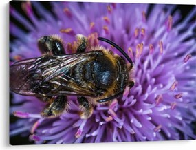 Tablou cu albina pe floare (70x50 cm)