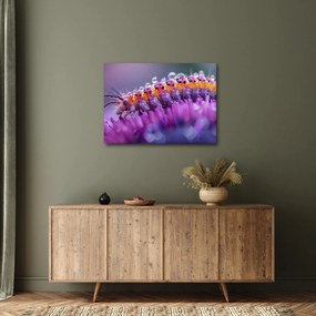 Tablou - Caterpillar (70x50 cm)