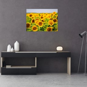 Tablou pe sticlă - Floarea-soarelui (70x50 cm)