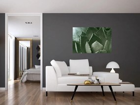 Tablou - Agave verde (90x60 cm)